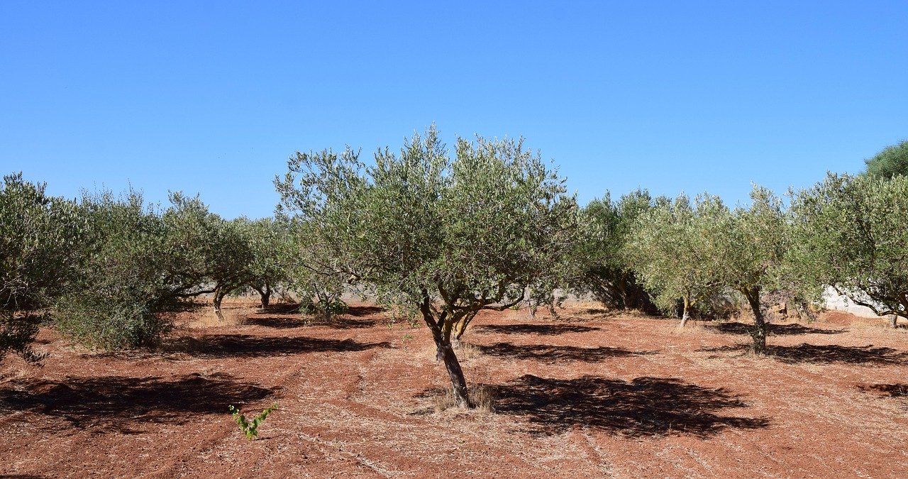 olive trees, field, tree, agriculture, olive grove, nature, plantation, olive garden, olive planting, olives, olive plantation, planting, olive cultivation, green olives, sunny, warmth, mediterranean, italy, sicily, young trees, summer, dry, olive trees, olive trees, olive trees, olive trees, olive trees, olive grove, olive grove, olive garden