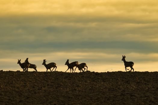 Silhouettes of deer running on a hill against a vibrant sunset sky in Garešnica, Croatia.